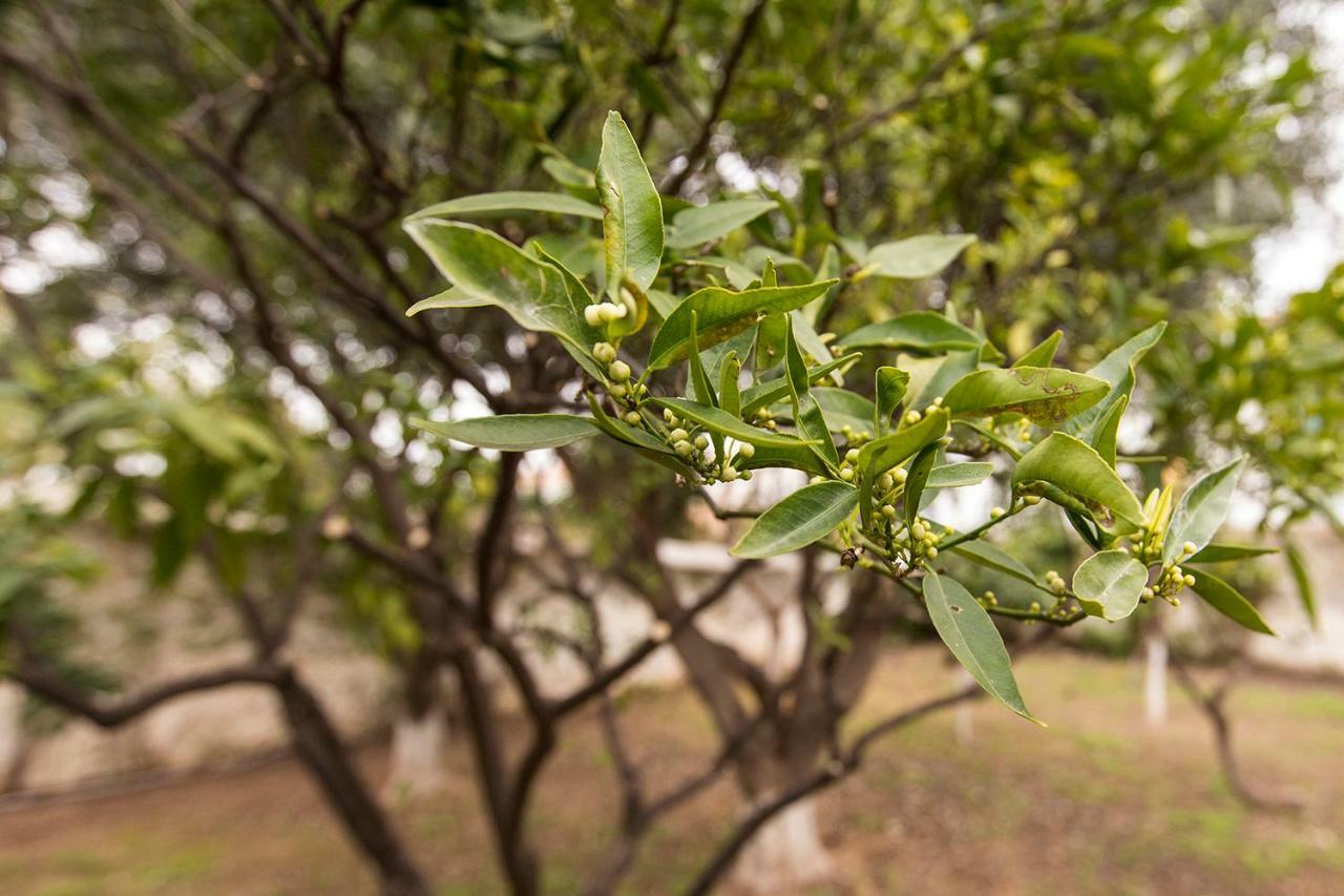Two Olive Trees Guest House Spetses Town Ngoại thất bức ảnh